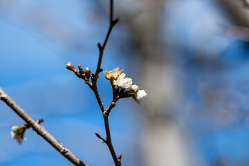 日本の兵庫県相生市の遠見山の美しい風景