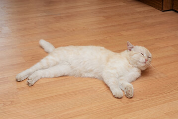 Relaxed Cream-Colored Cat Sleeping Peacefully on Wooden Floor Indoors..