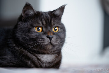 Close-Up of a Black Cat With Golden Eyes on a Bed