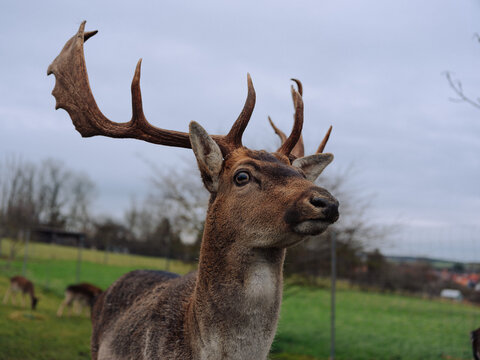 Portrait of a deer - Powered by Adobe