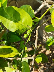 Obraz premium Young blossoms of a lemon tree are blooming.