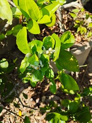 Young blossoms of a lemon tree are blooming.