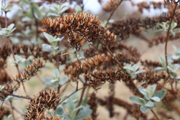Plante automnale de couleur marron