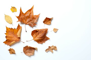 Various autumn leaves on white background