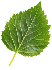 cilantro leaf on transparent background