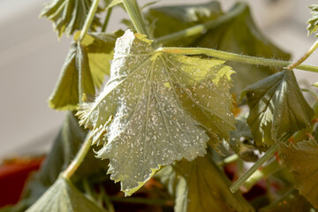 Closeup Whitefly and whitefly larvae on begonia. Pests of indoor plants. How to deal with indoor...