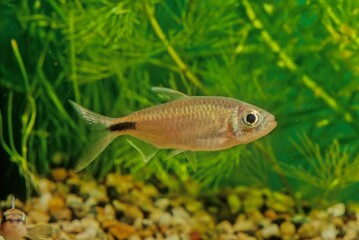 Brycinus longipinnis