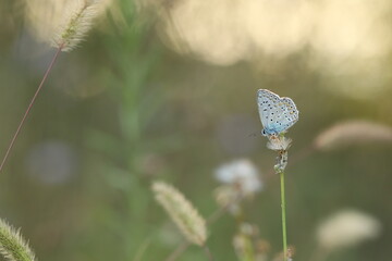 una farfalla licenide al tramonto