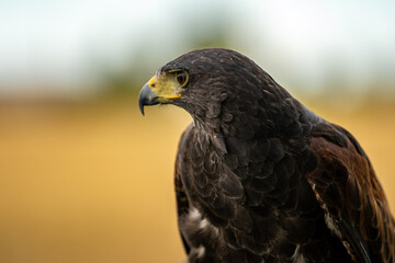 Hawk