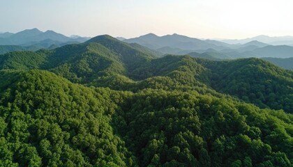 Obraz premium Lush green forest covering rolling hills under a clear sky