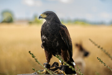 Hawk