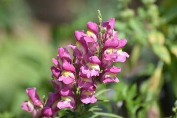 Obraz premium Snapdragon and daylight