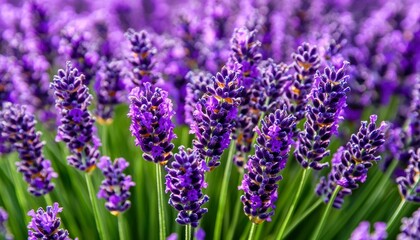 Obraz premium Blooming lavender field close-up for aromatherapy and relaxation