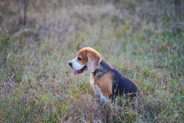 Beagle Sitting in Grass at Sunset With Peaceful Ambience