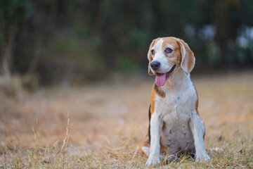 Happy Beagle Dog Sitting Outdoors in a Natural Landscape