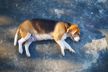 Beagle Dog Lying on a Concrete Ground Sunlit Outdoors