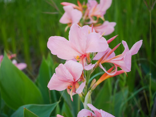 Delicate Pink Canna Flowers Blooming in a Vibrant Green Garden Setting