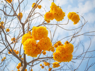 Bright Yellow Flowers on a Tree Against a Clear Blue Sky,Cotton Tree, Yellow Silk Cotton, Butter Cup, Torchwood
