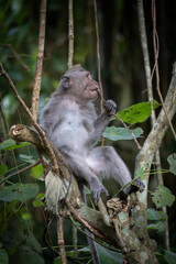 monkey sitting in the tree and eating