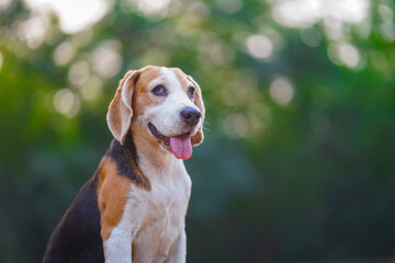 Playful Beagle Dog Sitting Outdoors in Natural Daylight