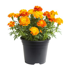 A Vibrant Potted Marigold Plant with Bright Orange Flowers Isolated on Transparent Background