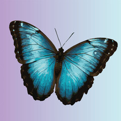 Butterfly with big blue wings on white background.