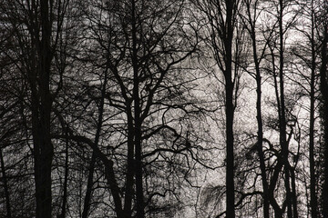 Baumstrukturen vor dem Wasser