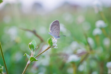 Macro Shot of a Butterfly Perched on a Flower in a Green Meadow