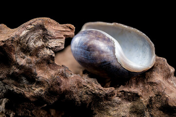 Nerite Snail Shell on Driftwood