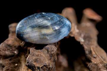 Nerite Snail Shell on Driftwood