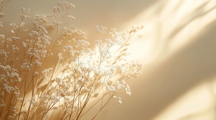 Dried flowers in the sunlight creating interesting shadows on the wall
