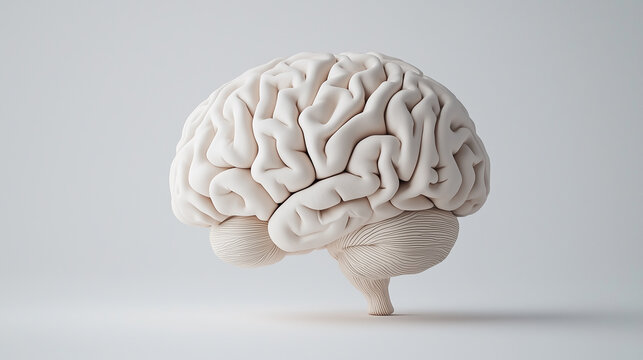3D Illustration of a Human Brain on White Background