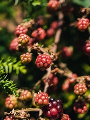 red berries on a bush