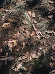 Leaves on the ground
