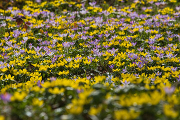 Krokusse und Winterlinge in der Fr&uuml;hlingswiese