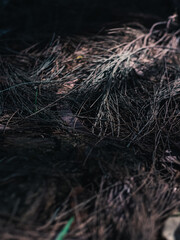 Leaves on the ground