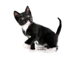 kitten in studio