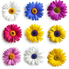 A set of colorful daisy flowers isolated on a white background