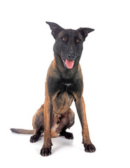 malinois in studio