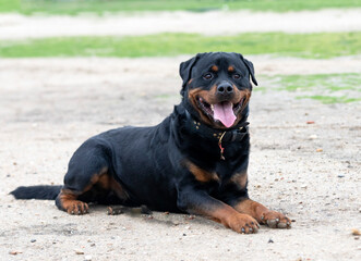 training of rottweiler