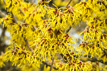 Blühender Hamamelis, Zaubernuss
