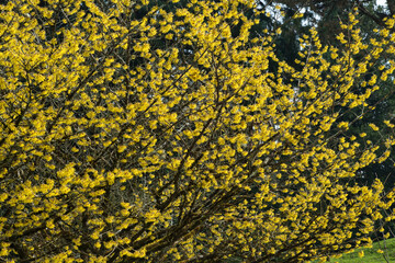 Blühender Hamamelis, Zaubernuss