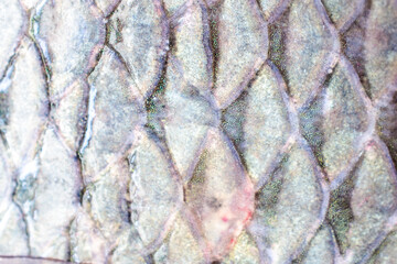 Fish scale texture © ประพันธ์ บุญเหมาะ