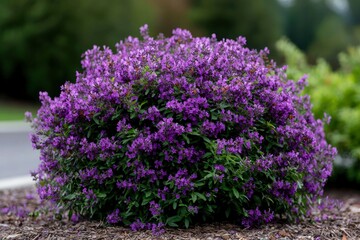 Obraz premium Purple shrub blooming in landscaped garden with blurred background