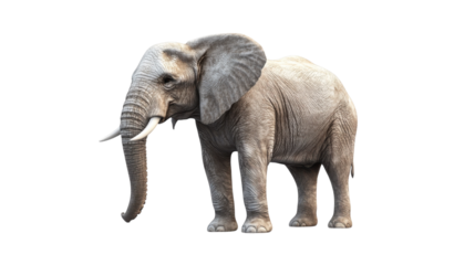 Elephant standing majestically in a natural habitat during the day, showcasing its impressive size and features