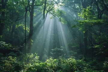 Obraz premium Sunbeams pierce a misty green forest, illuminating lush foliage and creating a magical atmosphere.