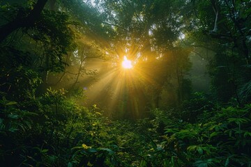 Sunbeams pierce through a dense, lush green forest canopy, creating a magical, ethereal scene.