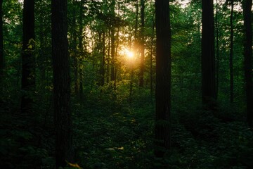 Obraz premium Golden sunset through trees in lush forest, ideal for nature backgrounds