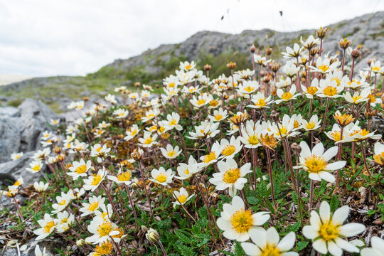 Soft focus on creamy white Mountain Avens flowers, Dryas Octopetala, in full bloom. Beautiful flora of The Burren in Co. Clare, Ireland.