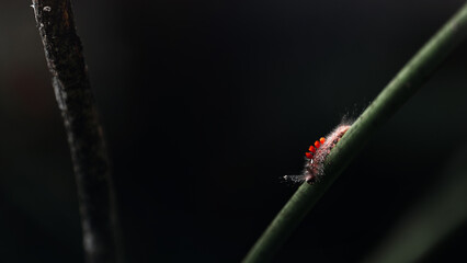 Caterpillar on the leaf in the dark jungle forest close up macro shot